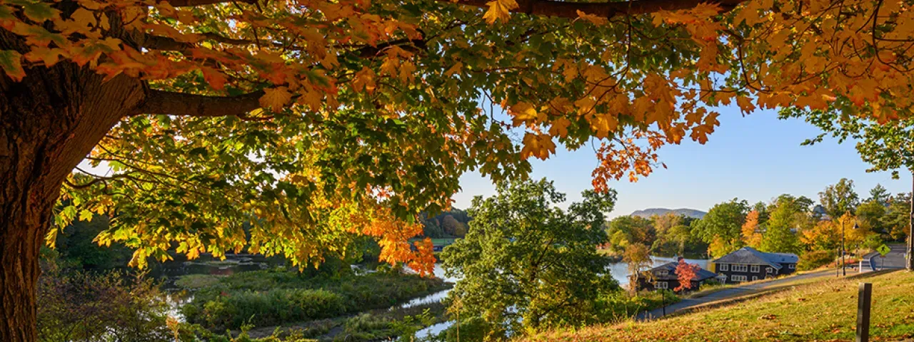 Fall campus scene of colorful tree and Paradise pond