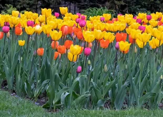 a colorful array of tulips 